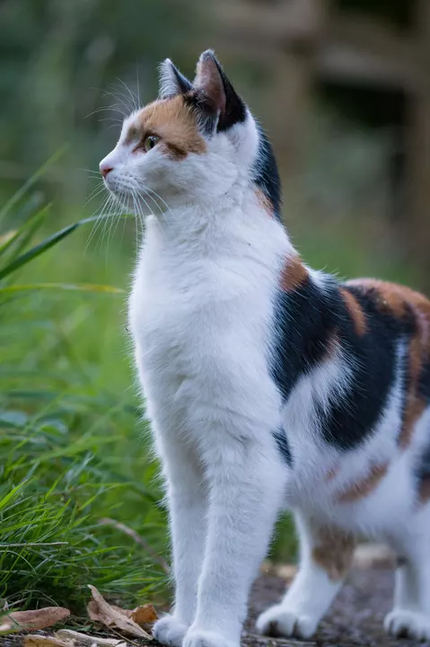 Original cat photo used to create the Linify drawing